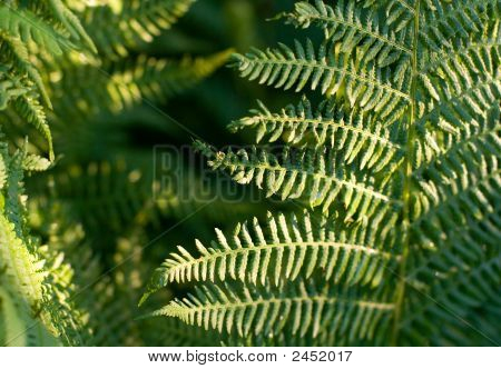 Une fougère-plante
