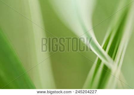 Close-up Photo Of Green & White Leaves.  Swartz Creek, Mi, Usa.