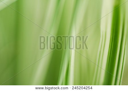 Close-up Photo Of Green & White Leaves.  Swartz Creek, Mi, Usa.