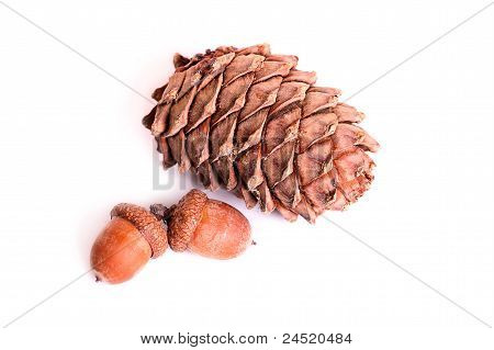 Pine Cone And Acorns