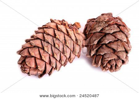 Two Pine Cones