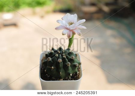 Cactus Have White And Pink Flower On Pot, Cacti, Cactaceae, Plant, Succulent, Tree.