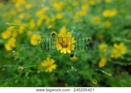 Many Yellow Flowers Field, Chiang Rai, Thailand