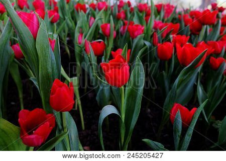 Many Red Tulips Field, Chiang Rai, Thailand