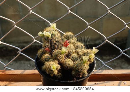 Mammillaria Prolifera, Cactus Have White Flower And Red Seed Pod On Pot, Cacti, Cactaceae, Plant, Su