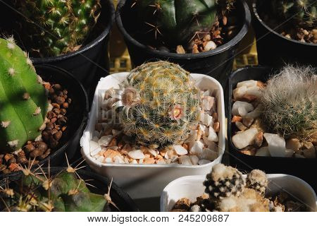 Mammillaria Schiedeana, Cactus Have Pink And White Flower On Pot, Cacti, Cactaceae, Succulent, Plant
