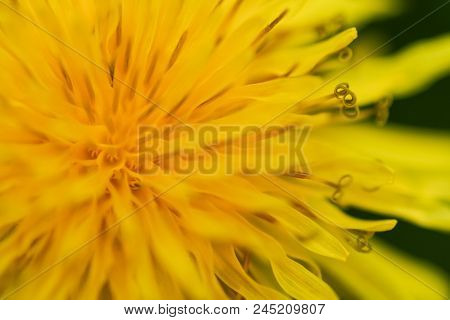 Close-up Photo Of A Dandelion Flower.  Swartz Creek, Mi, Usa.
