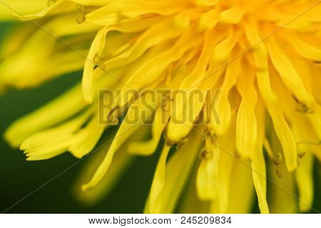 Close-up Photo Of A Dandelion Flower.  Swartz Creek, Mi, Usa.