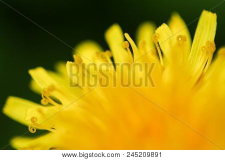 Close-up Photo Of A Dandelion Flower.  Swartz Creek, Mi, Usa.