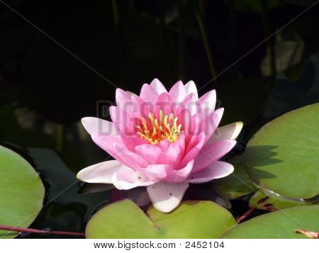 Roze Water Lily