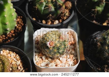 Mammillaria Schiedeana, Cactus Have Pink Flower On Pot, Cacti, Cactaceae, Succulent, Plant, Tree.