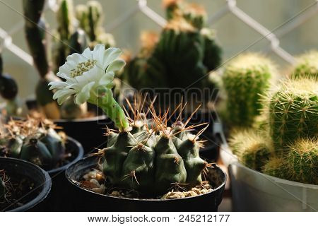 Gymnocalycium Sp., Cactus Have White Flower On Pot, Cacti, Cactaceae, Plant, Succulent, Tree