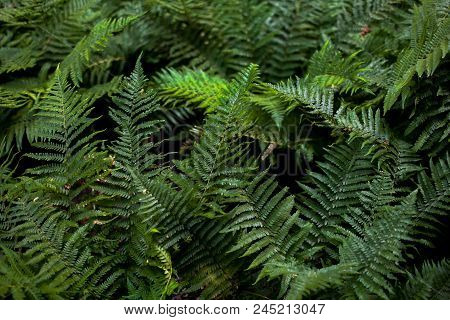 Perfect Natural Fern Pattern. Beautiful Background Made With Young Green Fern Leaves. Color Of Kale