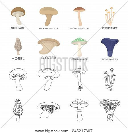 Morel, Oyster, Green Amanita, Actarius Indigo.mushroom Set Collection Icons In Cartoon, Outline Styl