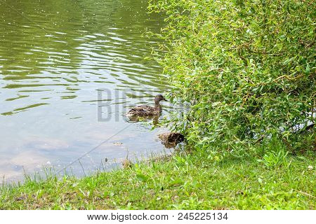 Group Of Mallard Ducks Floating On A Pond At Summer Time.