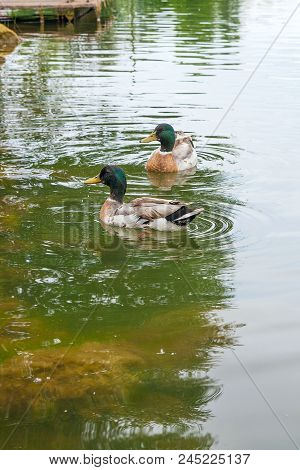 Two Mallard Ducks Floating On A Pond At Summer Time.