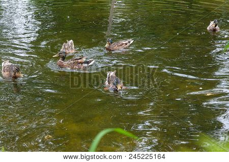 Group Of Mallard Ducks Floating On A Pond At Summer Time.