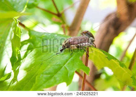 European Beetle Pest - Common Cockchafer (melolontha) Also Known As A May Bug Or Doodlebug On Maple
