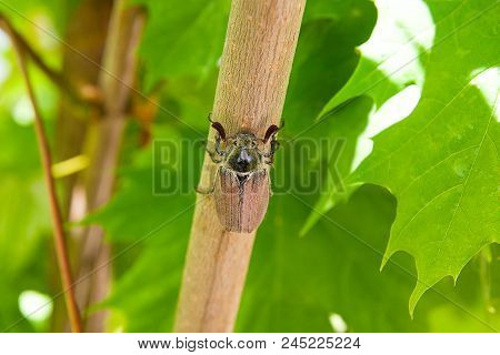 European Beetle Pest - Common Cockchafer (melolontha) Also Known As A May Bug Or Doodlebug On Maple