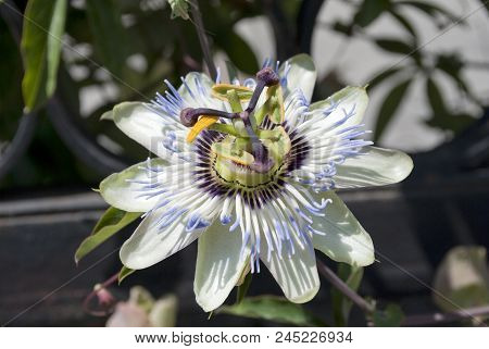 A Close Up View Of The Beautiful Passiflora Caerulea Also Known As Passion Flower(blue Passionflower