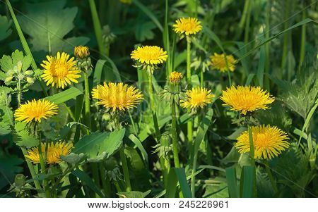Yellow Flowers Of Blossoming Common Dandelion Close-up In The Green Grass On A Sunny Day. Medical He