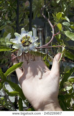 A Close Up View Of The Beautiful Passiflora Caerulea Also Known As Passion Flower(blue Passionflower