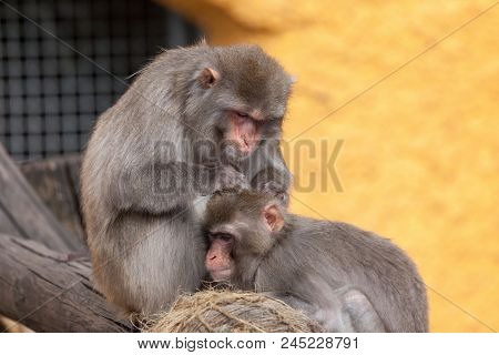 Japanese Macaque, Snow Monkey (macaca Fuscata) In The Moscow Zoo