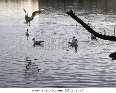 Flock Of Sea Gulls Floating And Flying At The City Pond And Withered Bough At The Foreground