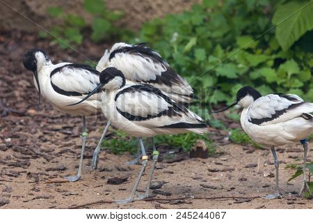 Pied Avocet (recurvirosta Avocetta) In The Moscow Zoo