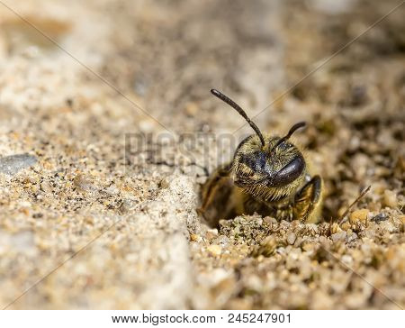 Single Earth Bee Go Out From Their Hole At Ground Level
