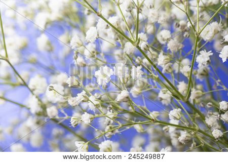 Baby's Breath Bouquet And Blue Sky Background