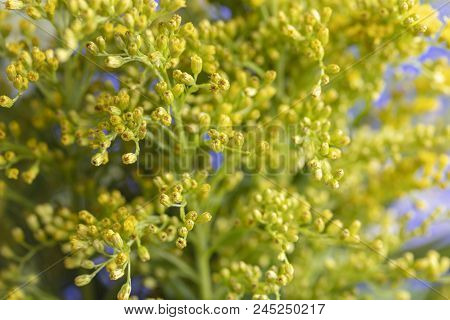 Yellow Flowers, Stems And Leaves Of The Casia Plant