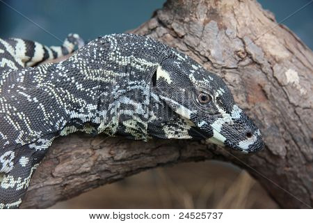 Goanna - Komodo dragen