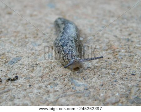 Front Veiw Of A Slug Crawling On Side Walk