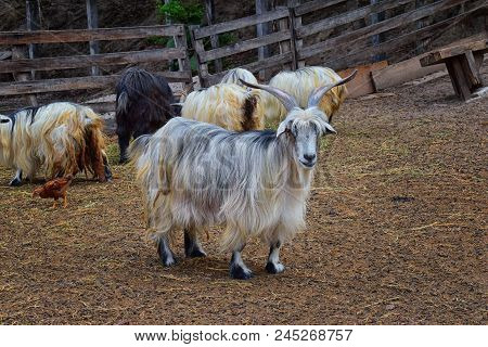 Miniature Long Haired Pet Goats With Horns In Rural Farm By Zipline Tour Near Puerto Vallarta Mexico