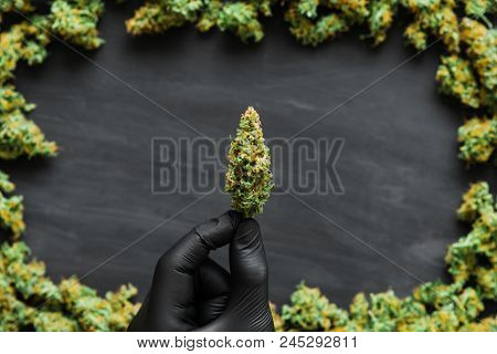 Grinder A Lot Ofx Marijuana, Fresh Buds Of Cannabis Many Weed. Copy Spase Copy-space