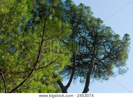 Pins dans Villa Borgese