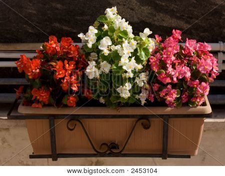 Pot de fleurs