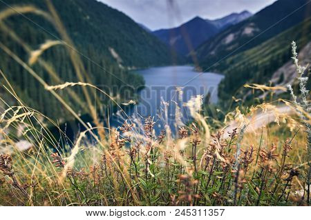 Flower Field In The Mountains