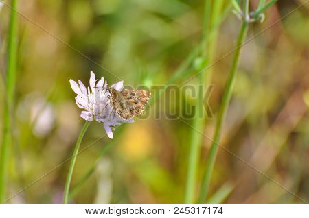 Skipper Butterfly On Flower. The Mallow Skipper - Carcharodus Alceae