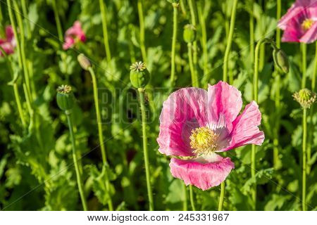 Closeup Of The Yellow Stamens And Pistil Of A Pink Blossoming Poppy Plant Cultivated On A Dutch Fiel
