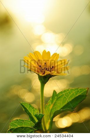 A flower and the flare of sun