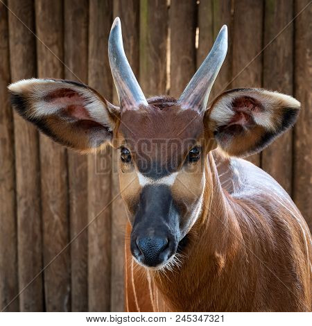 Bongo Antelope (boocercus Euryceros Isaaci) On Wood Background