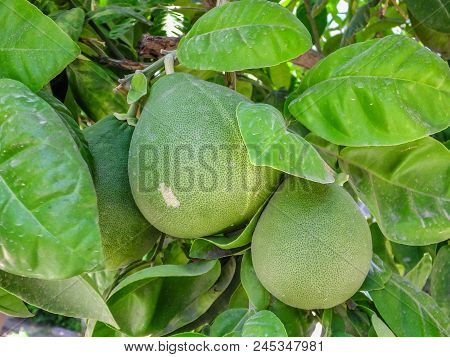 Pomelo, Ripening Fruits Of The Pomelo, Natural Citrus Fruit, Green Pomelo Hanging On Branch Of The T