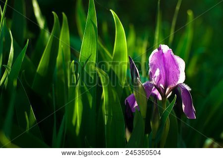 Purple Iris Flower. Close Up Detail Flower Blooming In Spring, Blurry Green Leaves Background. Brigh