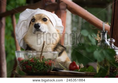Dog Welsh Corgi Pembroke Is An Admirer Of Italian Food, Prepared A Salad Of Tomato, Arugula, Walnuts