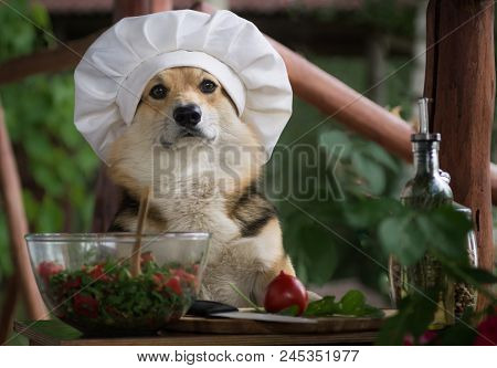 Dog Welsh Corgi Pembroke Is An Admirer Of Italian Food, Prepared A Salad Of Tomato, Arugula, Walnuts