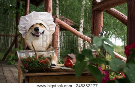 Dog Welsh Corgi Pembroke Is An Admirer Of Italian Food, Prepared A Salad Of Tomato, Arugula, Walnuts
