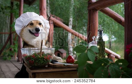 Dog Welsh Corgi Pembroke Is An Admirer Of Italian Food, Prepared A Salad Of Tomato, Arugula, Walnuts