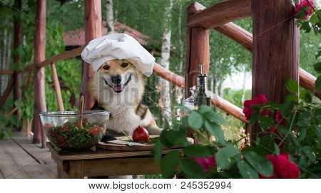 Dog Welsh Corgi Pembroke Is An Admirer Of Italian Food, Prepared A Salad Of Tomato, Arugula, Walnuts